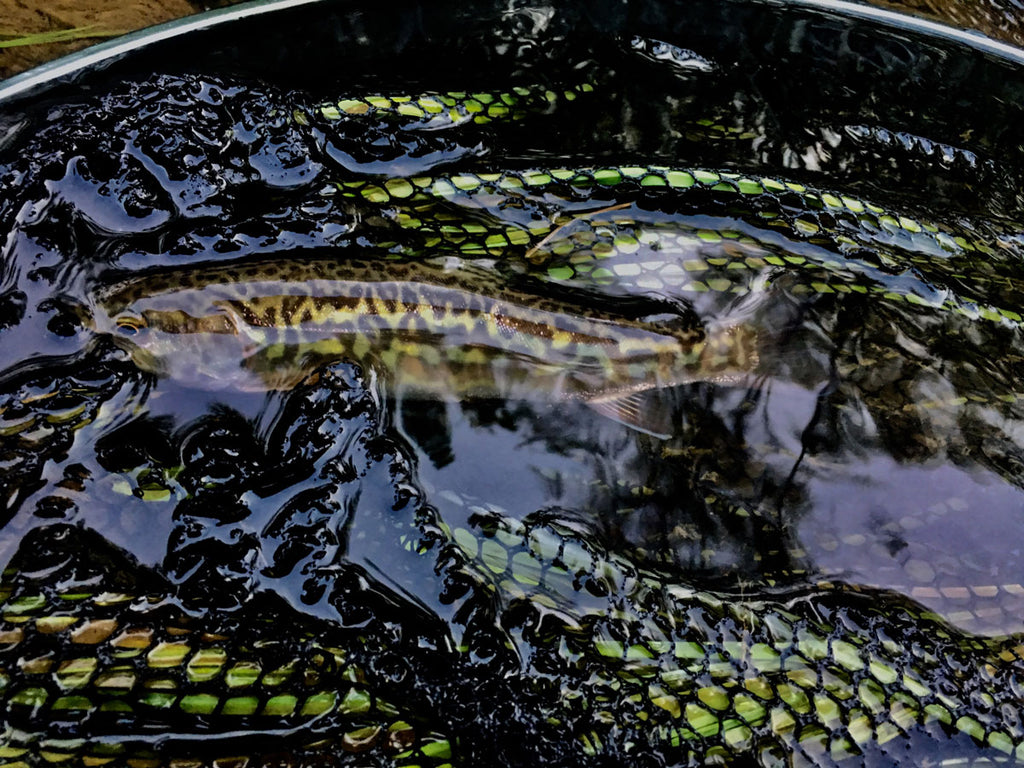 The benefits of a competition-style landing net
